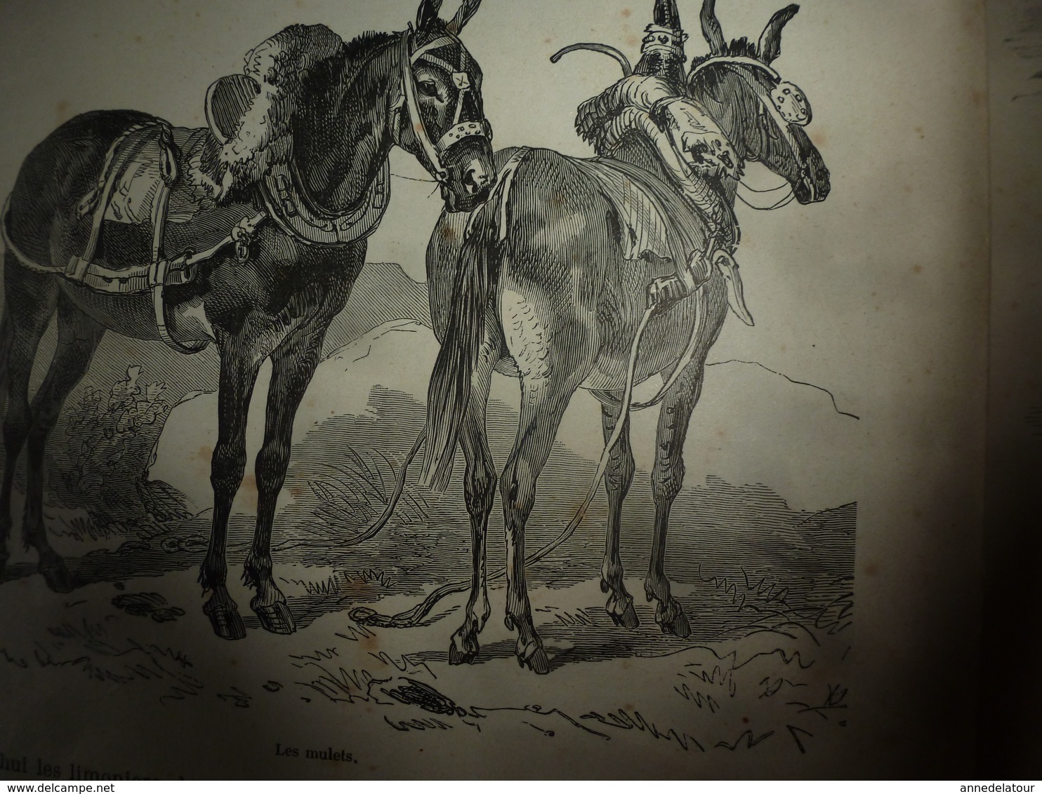1890 Le Petit Français illustré:Alger; Les barbiers de Bobo-Dioulasou; Le cheval et les espèces; etc