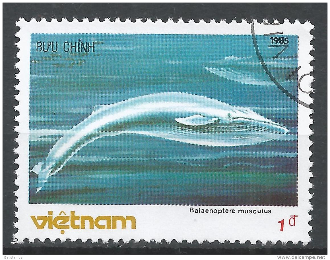 Viet Nam Democratic Republic 1985. Scott #1569 (U) Whale, Balaenoptera Musculus * - Viêt-Nam