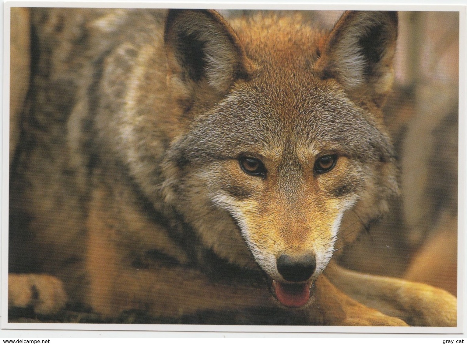 Wolves, Red Wolf, Unused Postcard [21472] - Autres & Non Classés
