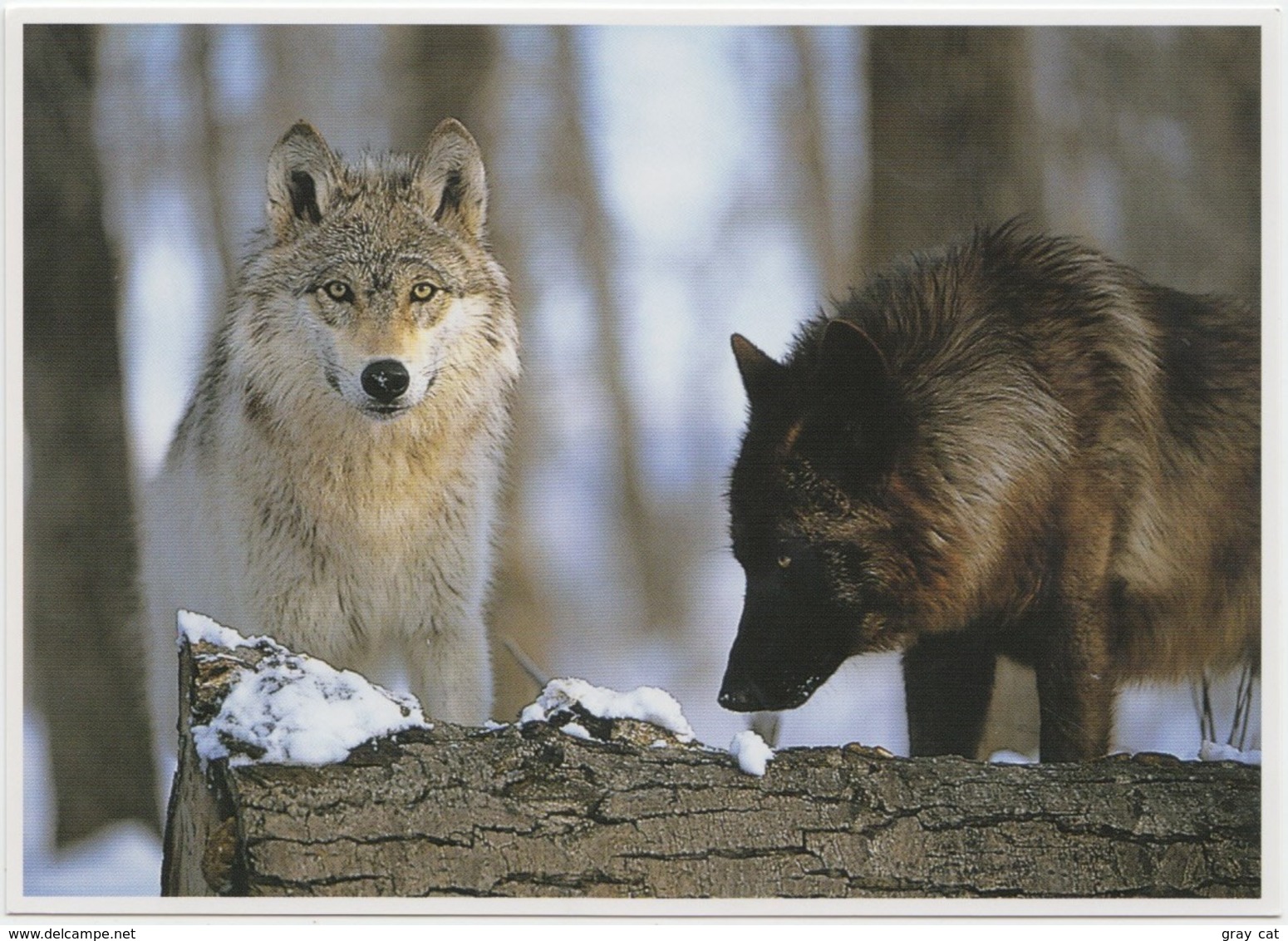 Wolves, Gray Wolf (Canis Lupus), Unused Postcard [21473] - Autres & Non Classés