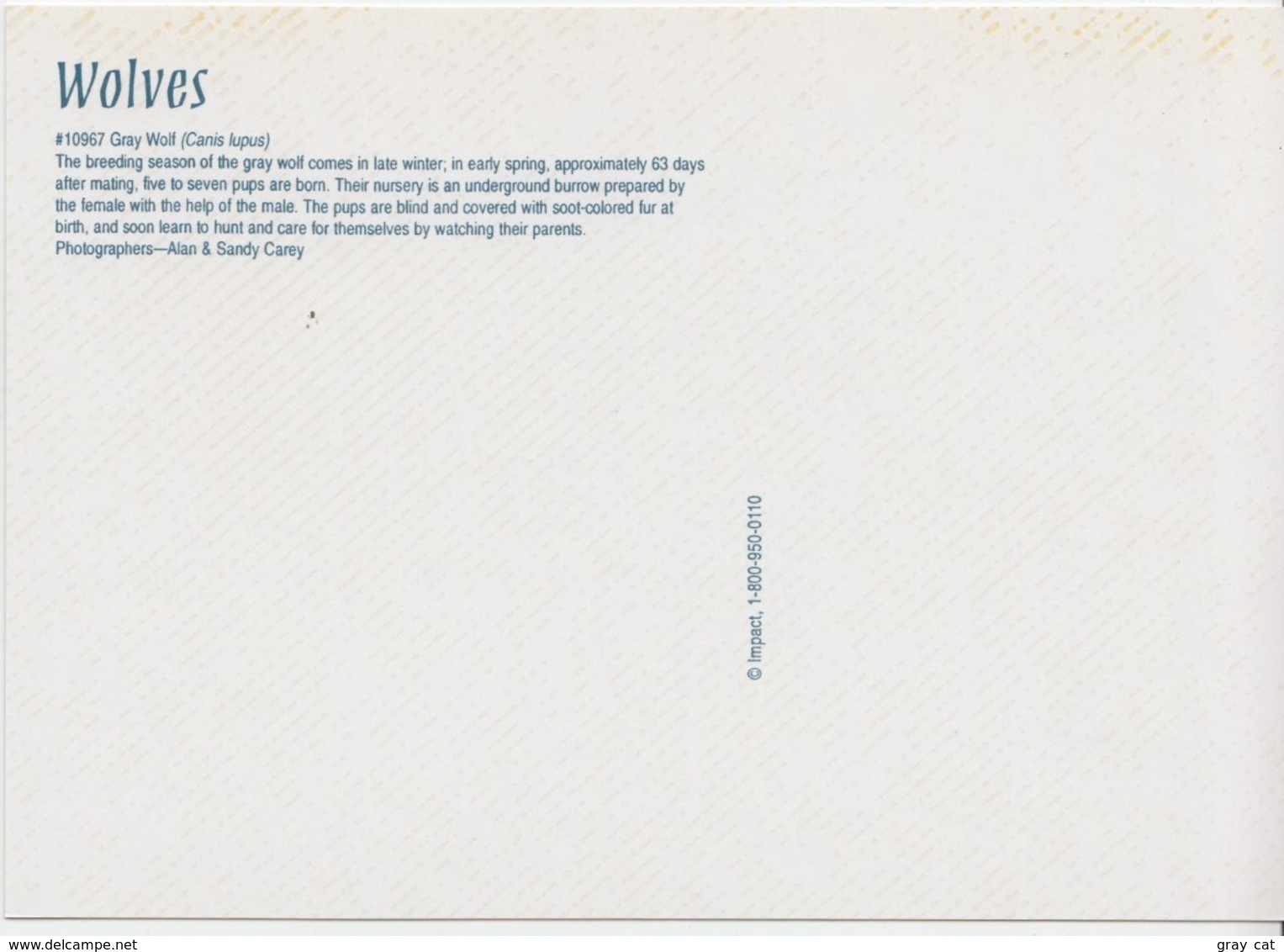 Wolves, Gray Wolf Pups, Unused Postcard [21474] - Autres & Non Classés