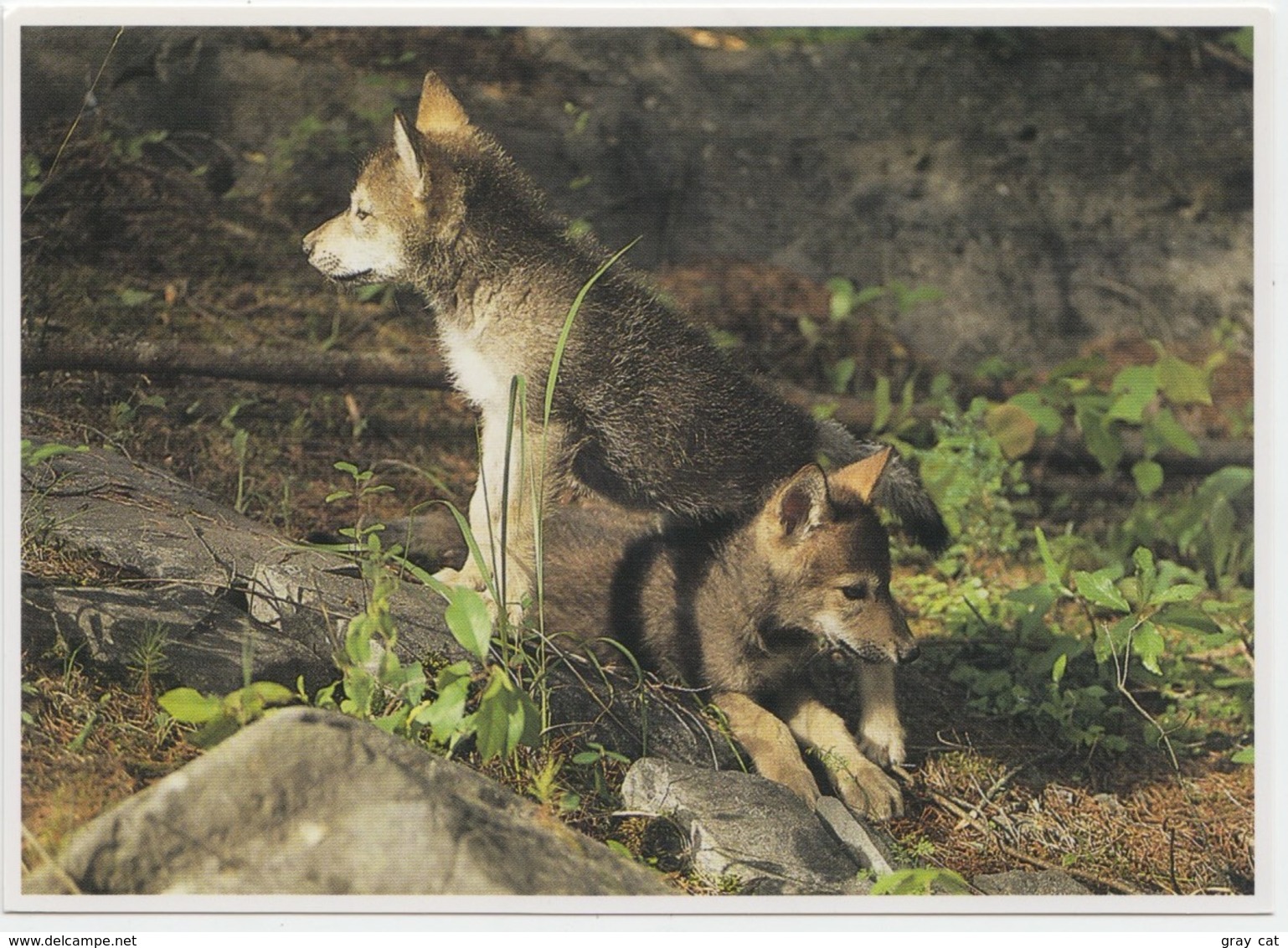 Wolves, Gray Wolf (Canis Lupus), Pups In The Den, Unused Postcard [21475] - Autres & Non Classés