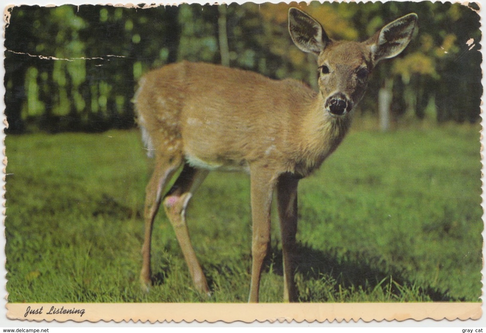 Fawn, Greetings From KETTLE MORAINE PARK, New Prospect, Wisconsin, Unused Postcard [21485] - Autres & Non Classés