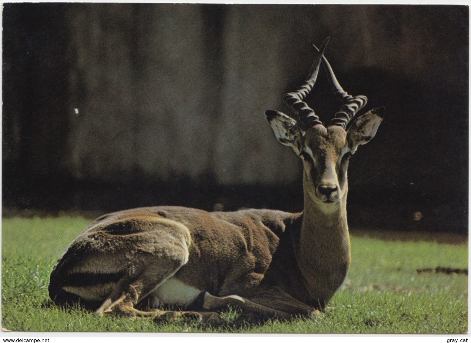 IMPALA ANTELOPE, MILWAUKEE COUNTY ZOO, Unused Postcard [21490] - Autres & Non Classés