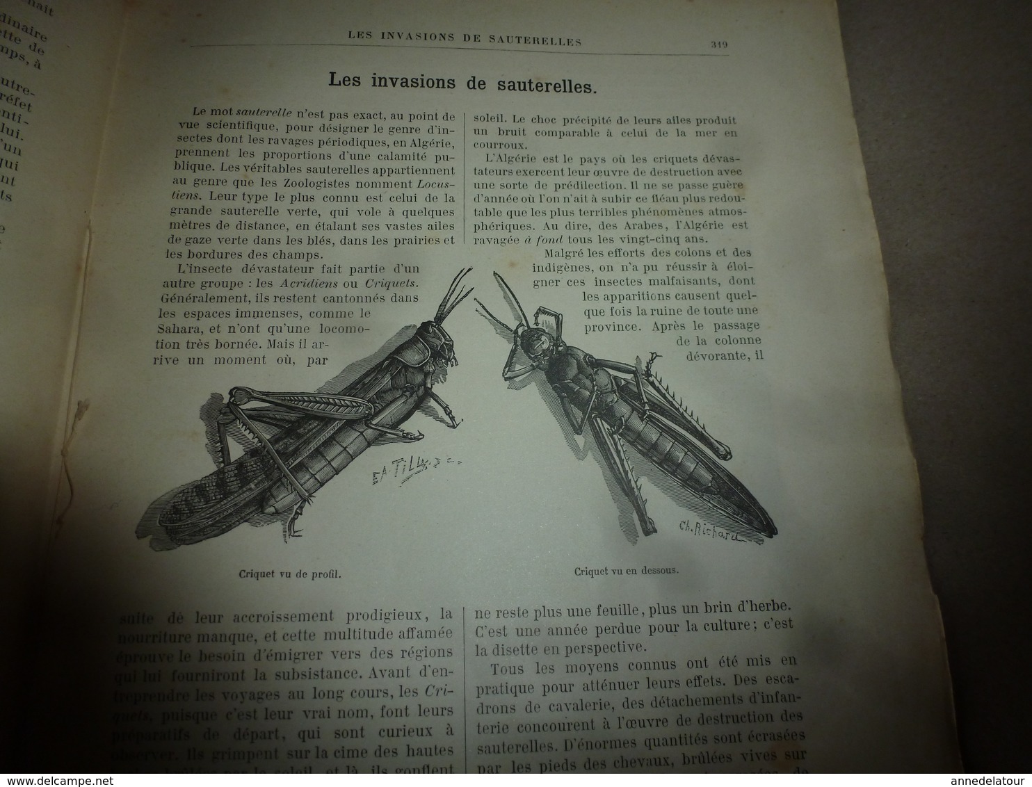 1890 Le Petit Français Illustré: L'écolier Chinois; Invasion -sauterelles;2 Soldats Du 5e Bataillon De Chasseurs à Pied - 1850 - 1899