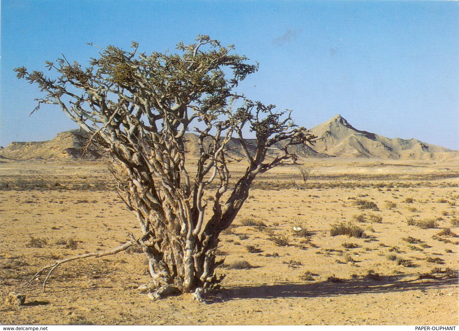 OMAN - SALALAH, Frankincense Tree - Oman