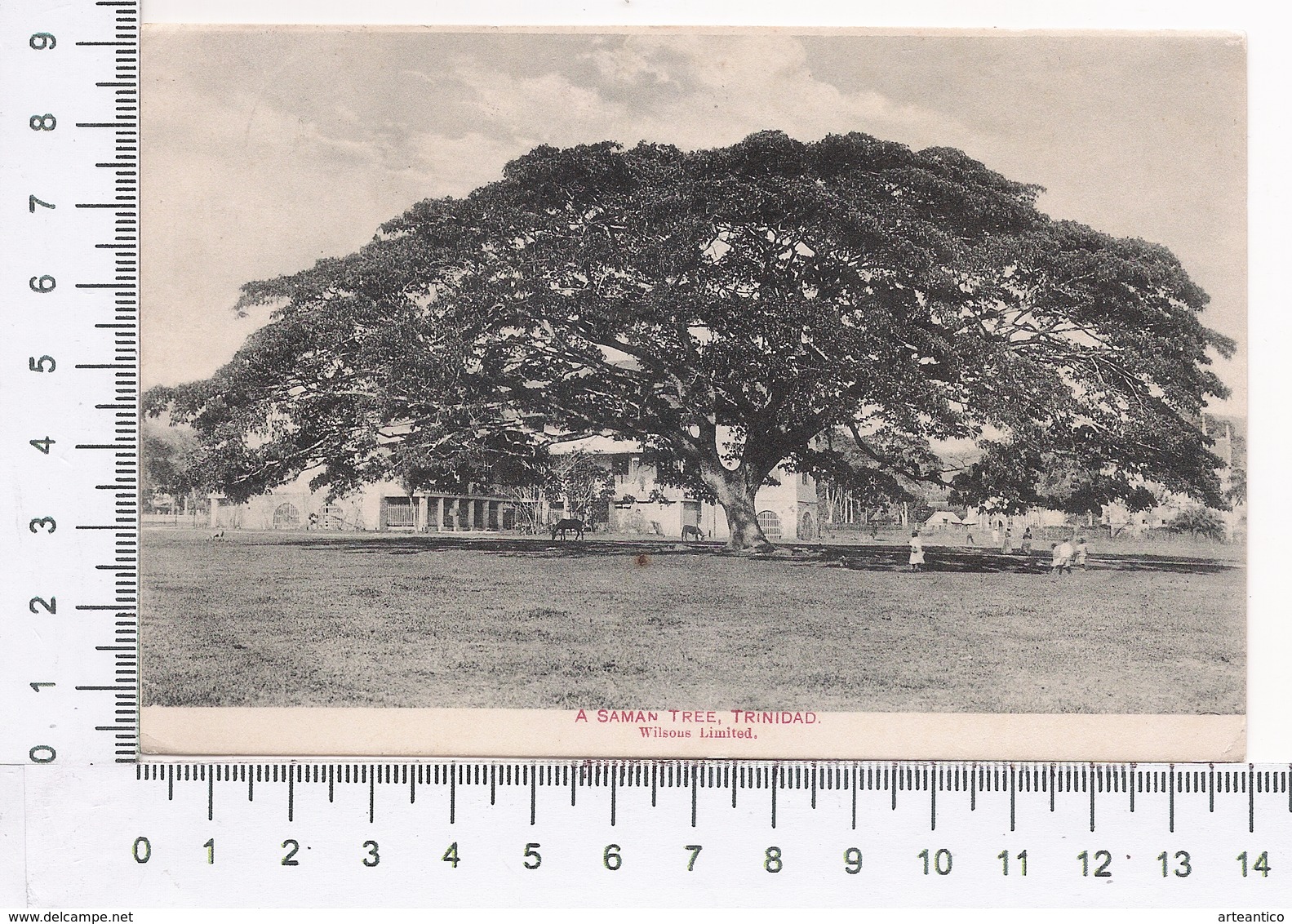 Trinidad ~ A Saman Tree ~ Natura ~ Animata ~ Albero ~ Alberi Giganti ~ Wilsons Limited ~ Nature, Big Trees, 1915, Tobago - Altri & Non Classificati