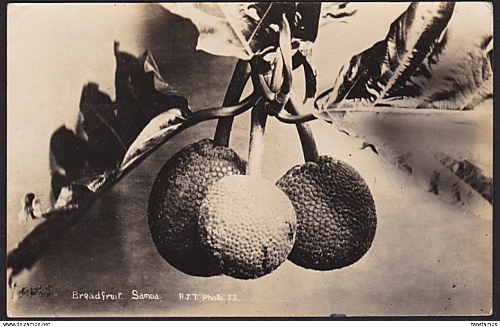 UNUSED VINTAGE REAL PHOTO POSTCARD SAMOA BREADFRUIT - Samoa