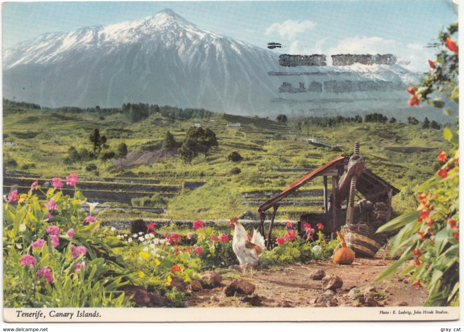 Spain, Espana, Tenerife, Canary Islands, 1978 Used Postcard [21525] - Tenerife