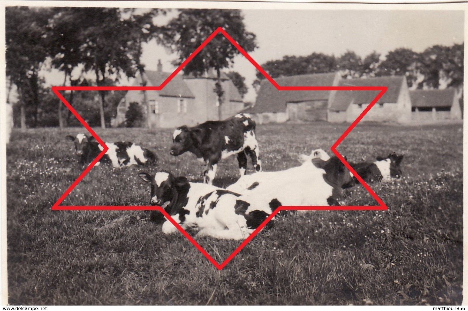 Photo 1915 ZUIENKERKE (Zuyenkerke) - Une Vue, Vaches (A196, Ww1, Wk 1) - Zuienkerke