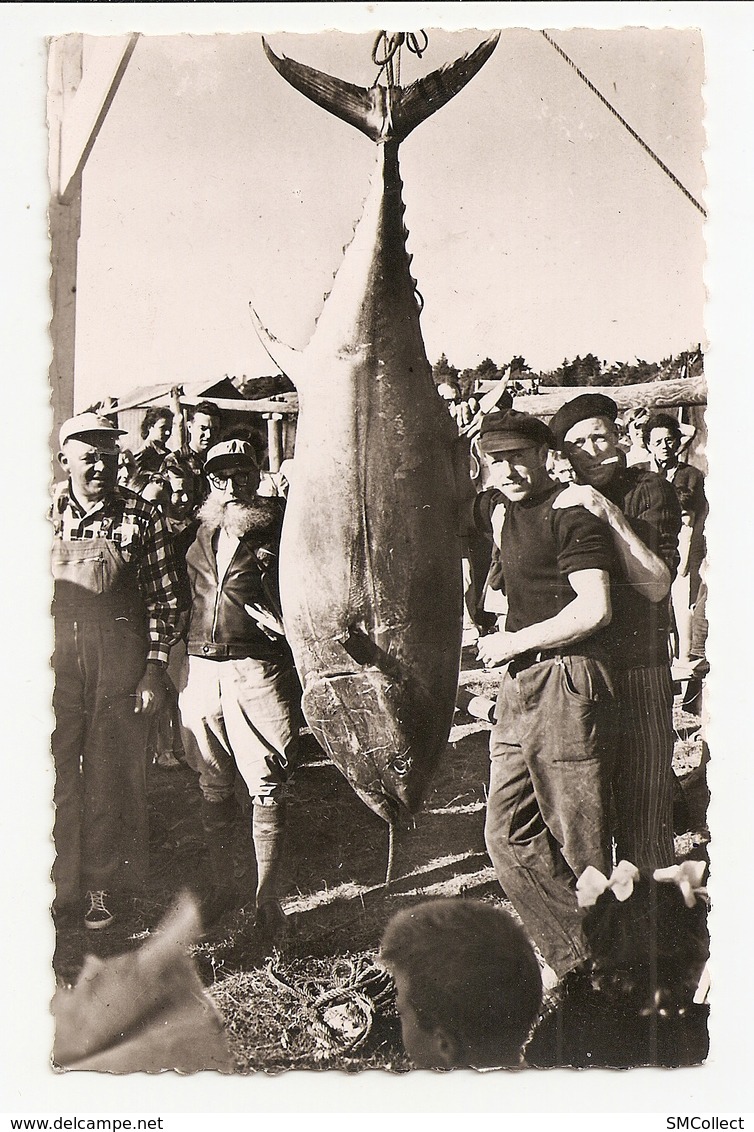 22 Lannion, Thon Record De France De 191 Kilos (A4p4) - Angelsport