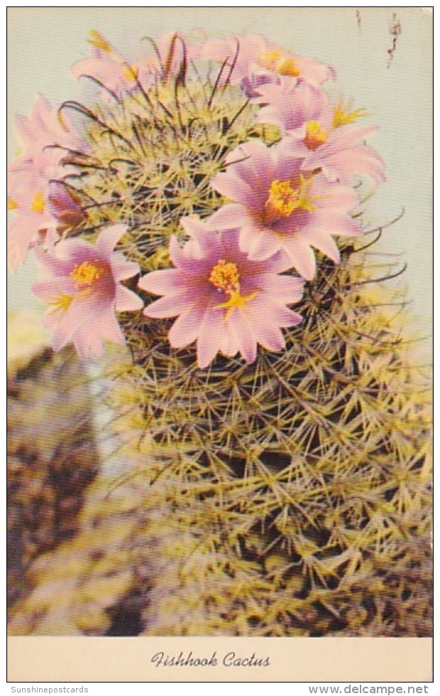 Fishhook Cactus - Cactus