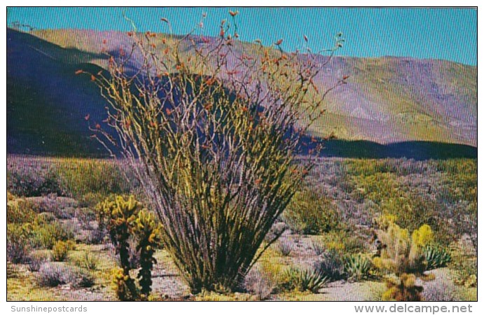 Ocotillo Cactus In Bloom - Cactus