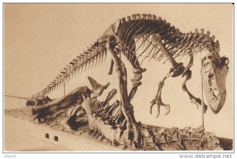 Dinosaur Skeletons, American Museum Natural History, New York City, Brontosaurus Allosaurus C1930s Vintage Postcard - Museum