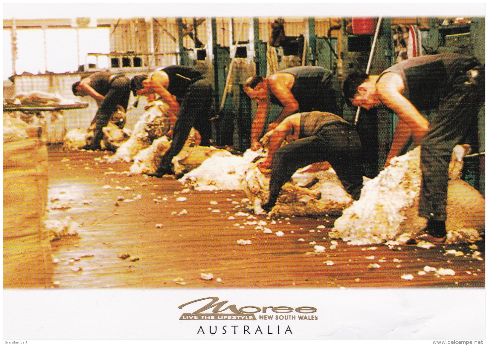 Shearing Sheep, Moree, New South Wales - Unused - Autres & Non Classés