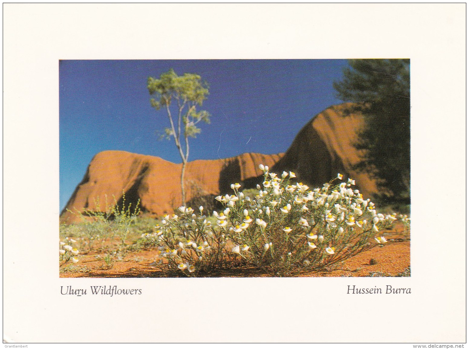 Uluru Wildflowers, Northern Territory - Unused - Uluru & The Olgas