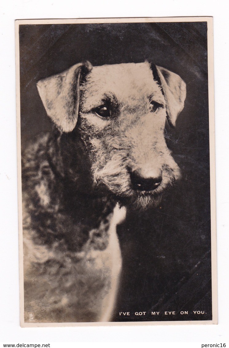 Superbe CP-photo Chien (airedale), I've Got My Eye On You, Série 3888 (6 CP), Raphael Tuck & Sons, Londres, 1934 - Chiens