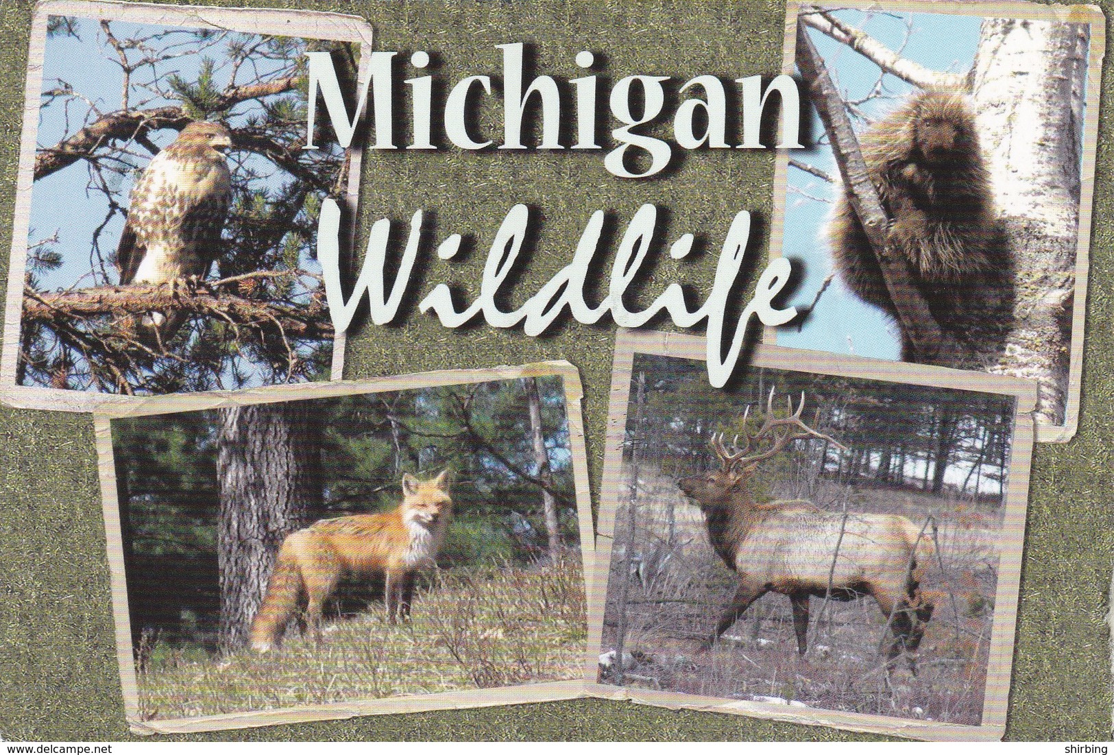 22E : Animal Hawk, Fox, Elk, Multiview Postcard Commercial Used With/ Without Postage Stamp - Autres & Non Classés