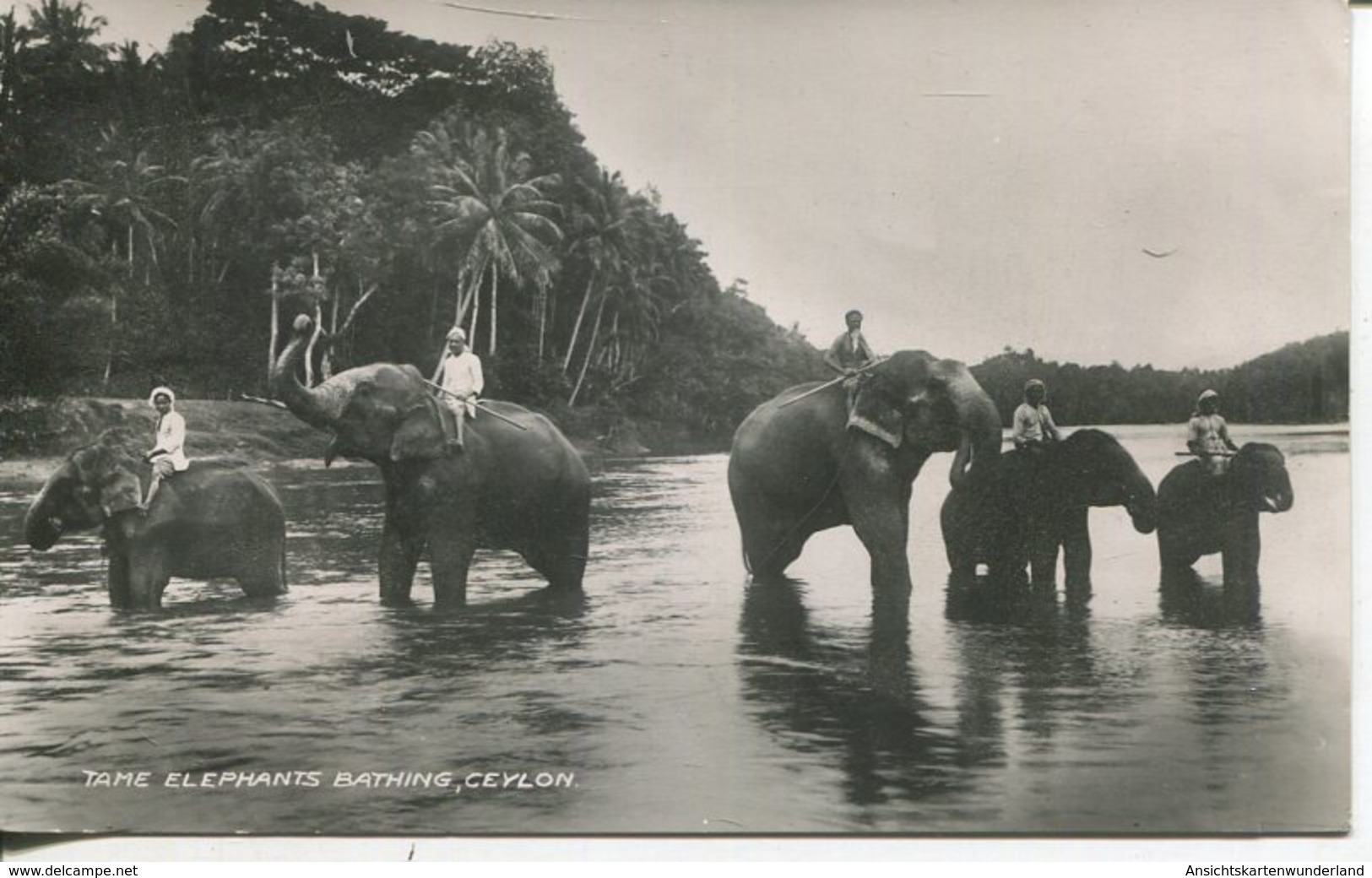 004811  Tame Elephants Bathing, Ceylon - Sri Lanka (Ceylon)