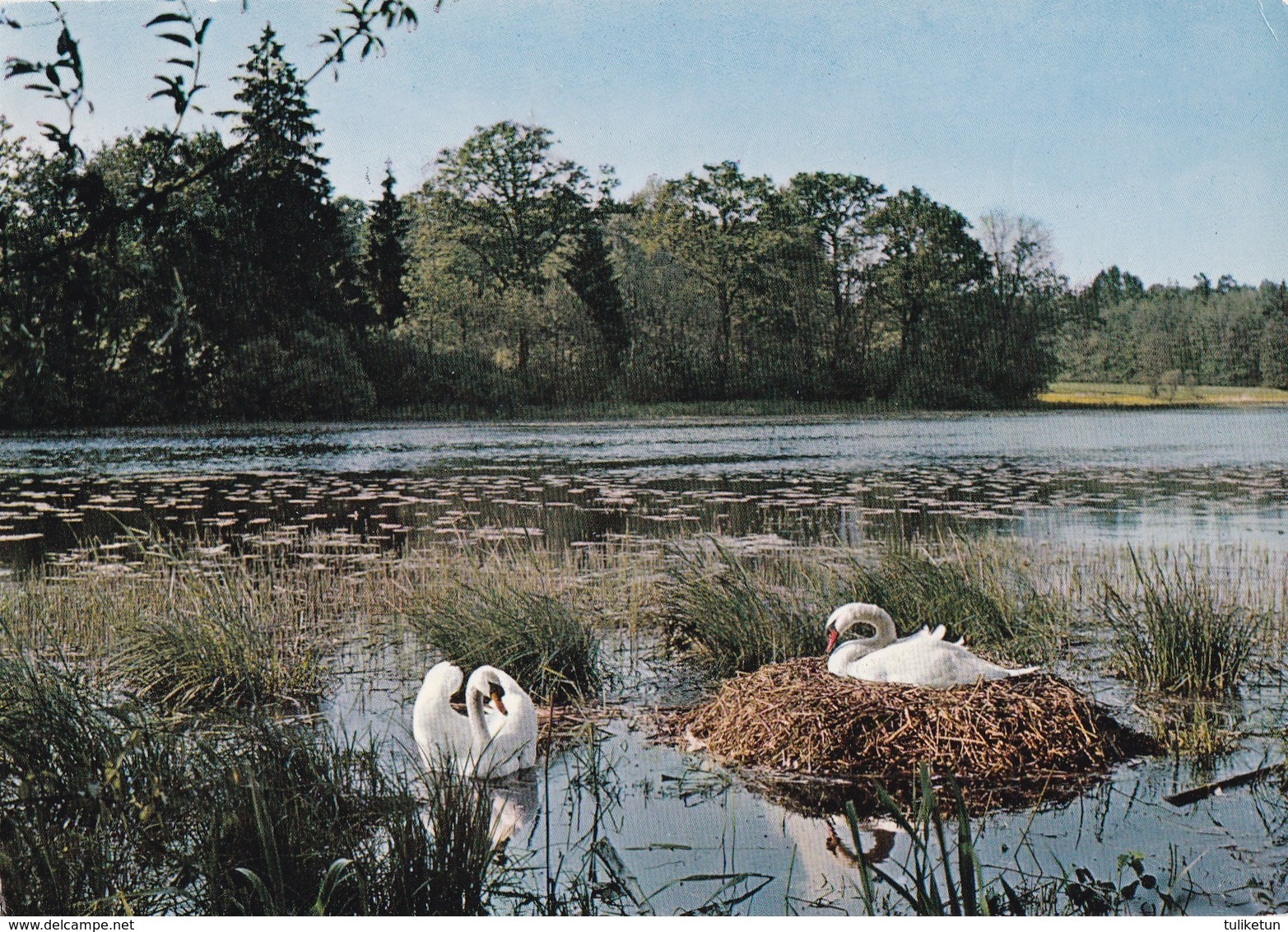 Swan - Zwaan - Schwan - Cygne - Cigno - Cisne - Animal - Animaux - Fauna - Faune - Engadin Press - Birds