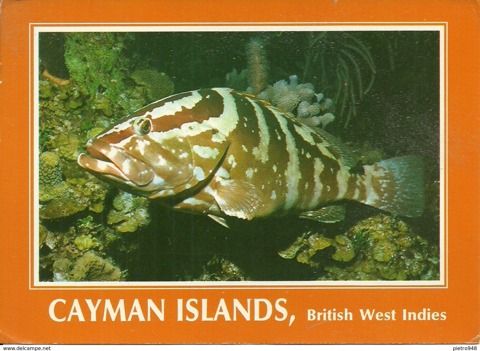 Cayman Islands (BWI, British West Indies) The Grouper Fish, Il Pesce Grouper - Cayman (Isole)