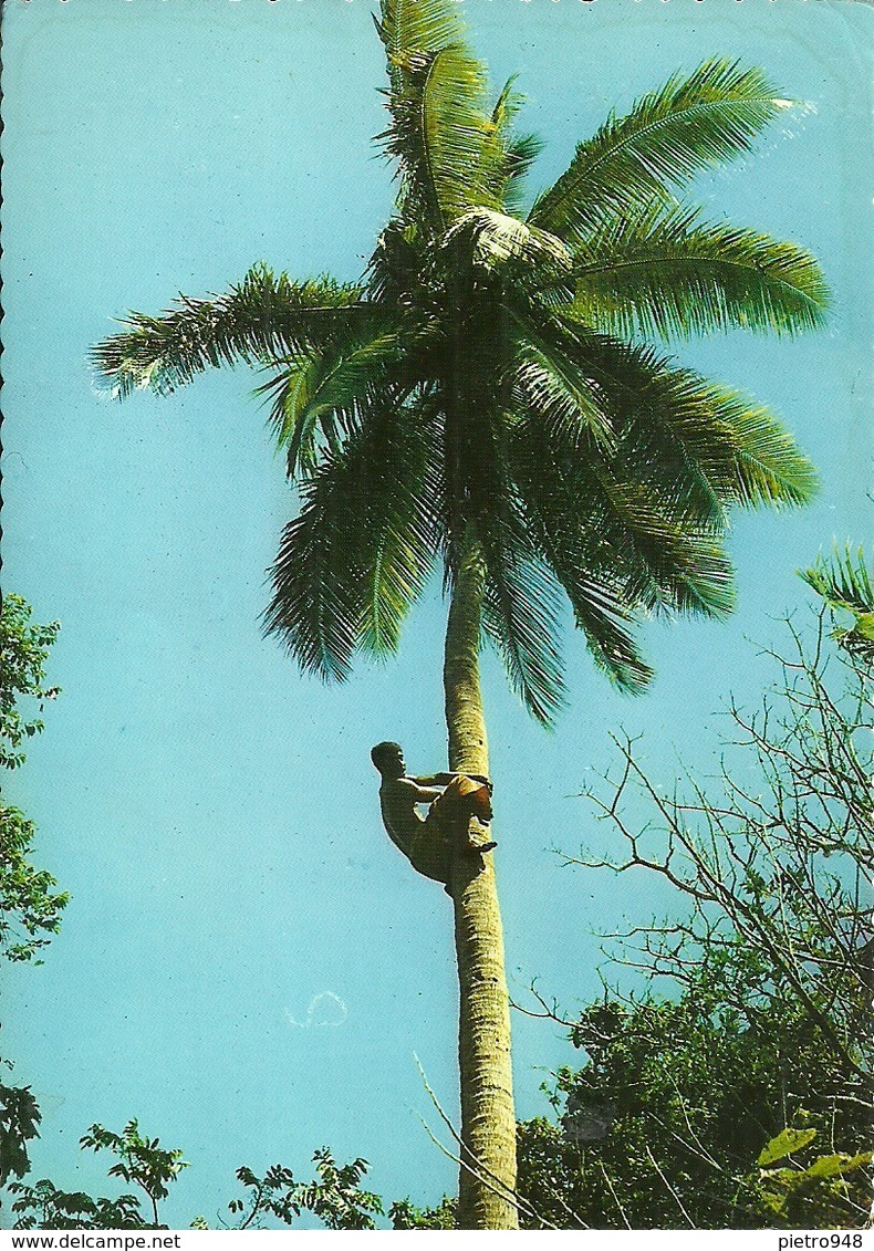 Climbing A Coconut Tree (Fiji, Oceania) - Figi