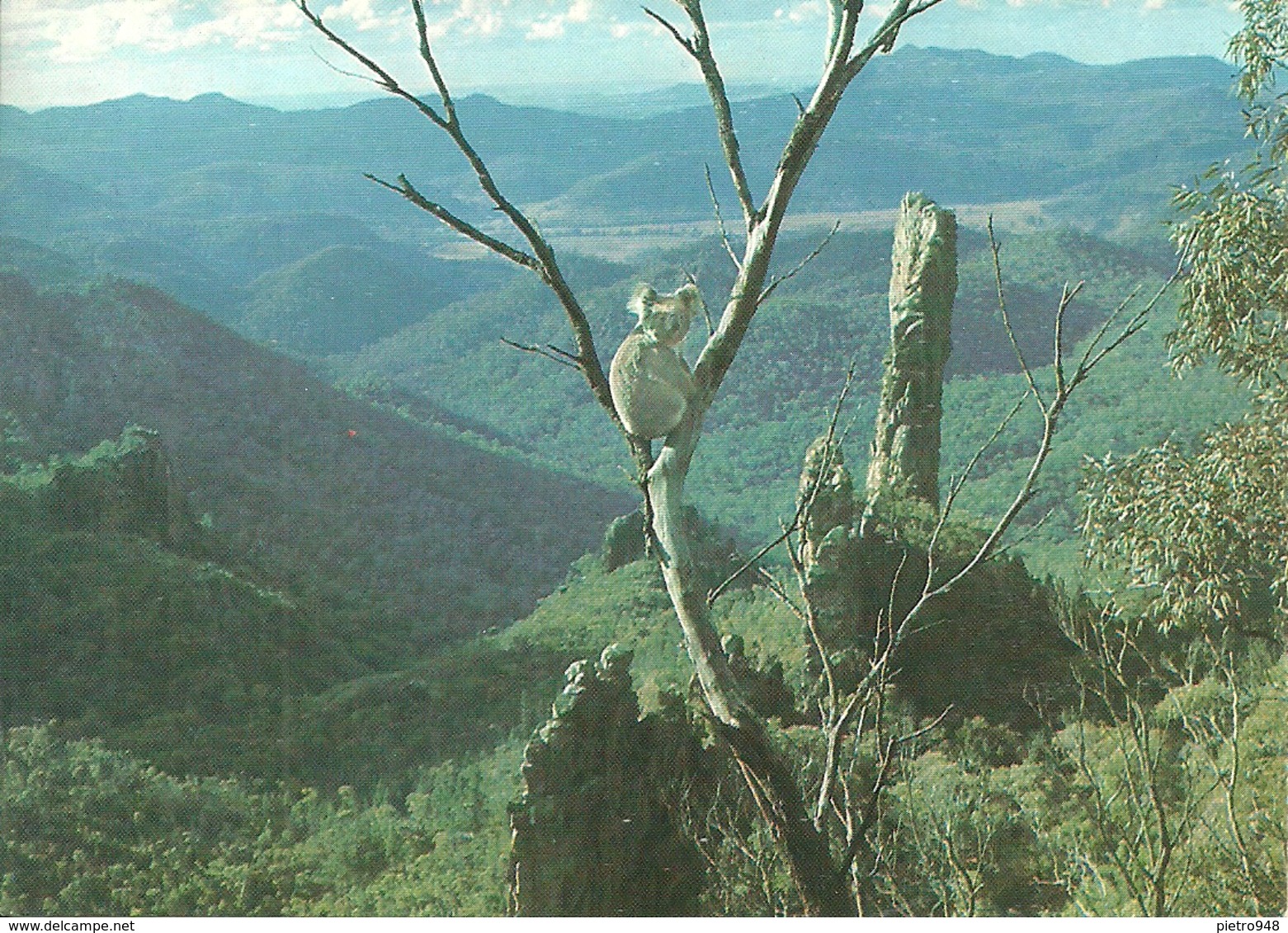 Warrumbungle National Park (Australia) "Koala", "Bread Knife" In The Background - Altri & Non Classificati