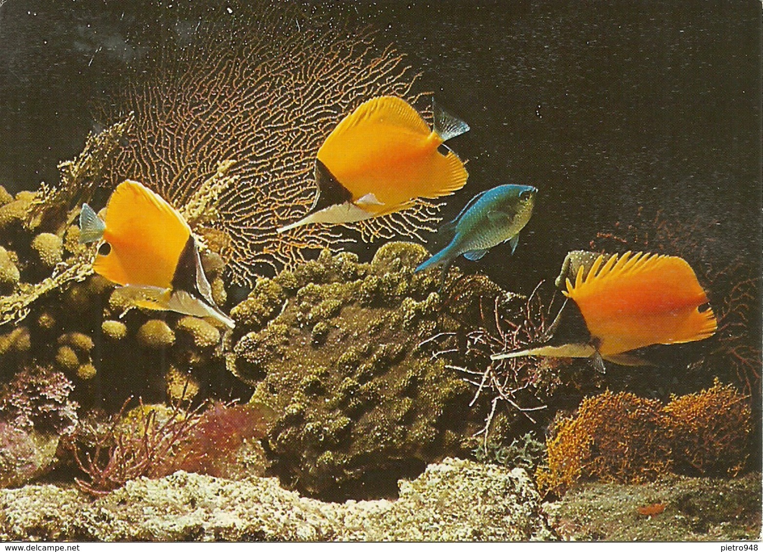 Bahamas (Antille) Longnosed Butterfly Fish, Pinzetfish, Forcipiger Flavissimus - Bahamas