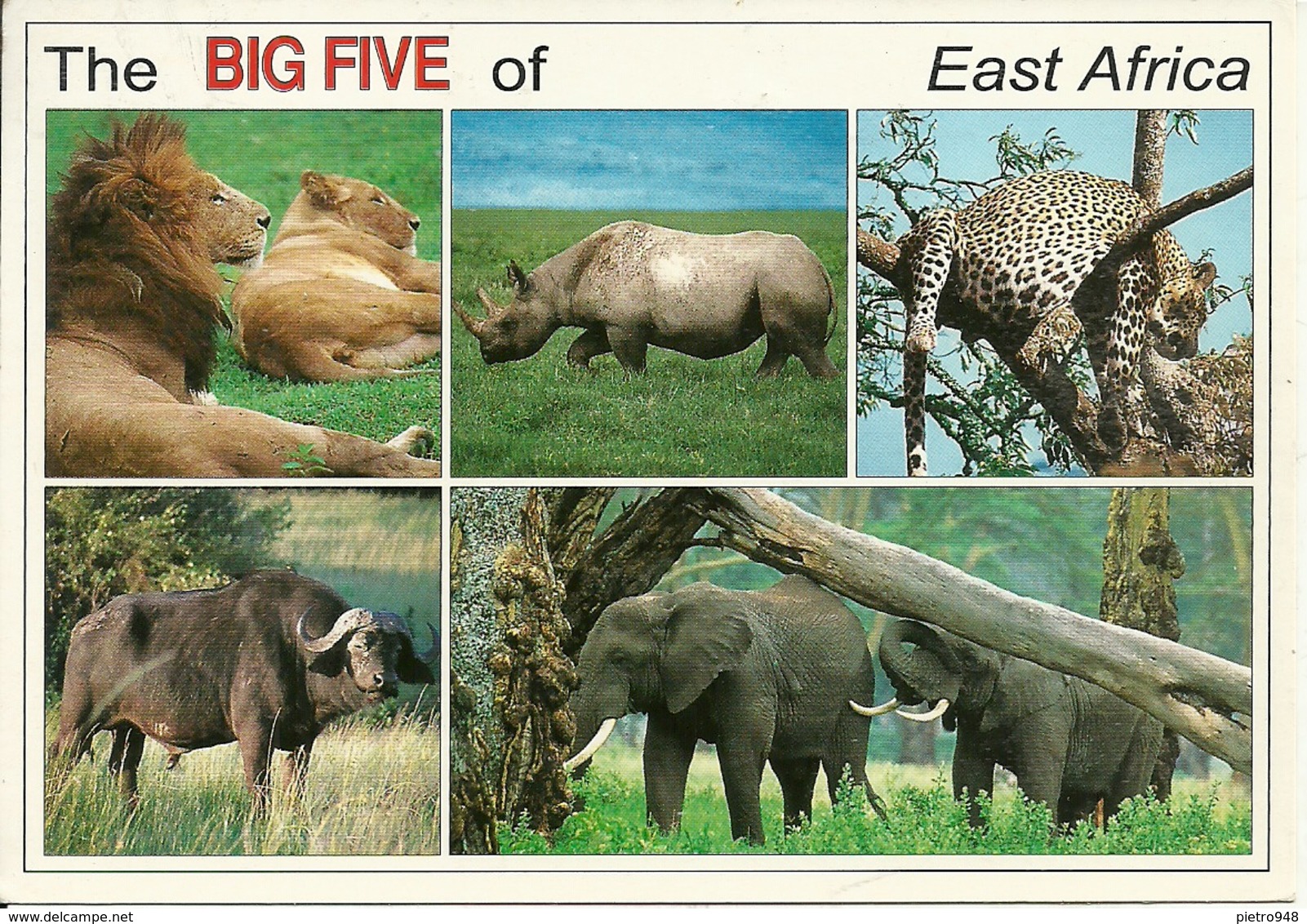 Wildlife Of East Africa (Kenia) The Big Five - Kenia