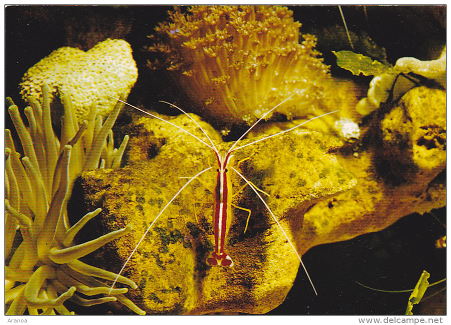 Aquarium Tropical De Nancy -- Lysmata Grabhami Gordon -- Crevette Nettoyeuse - Poissons Et Crustacés