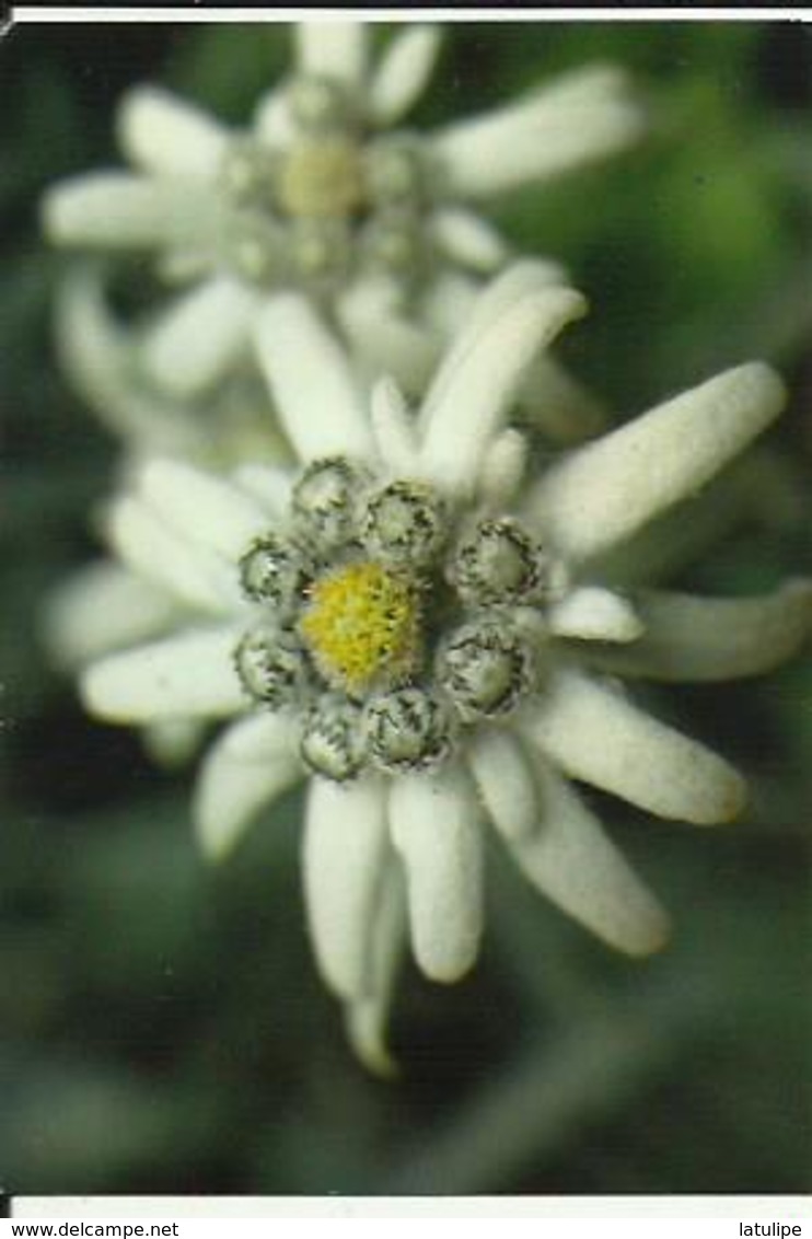 Carte Glacée De   Fleurs...Edelweiss - Blumen