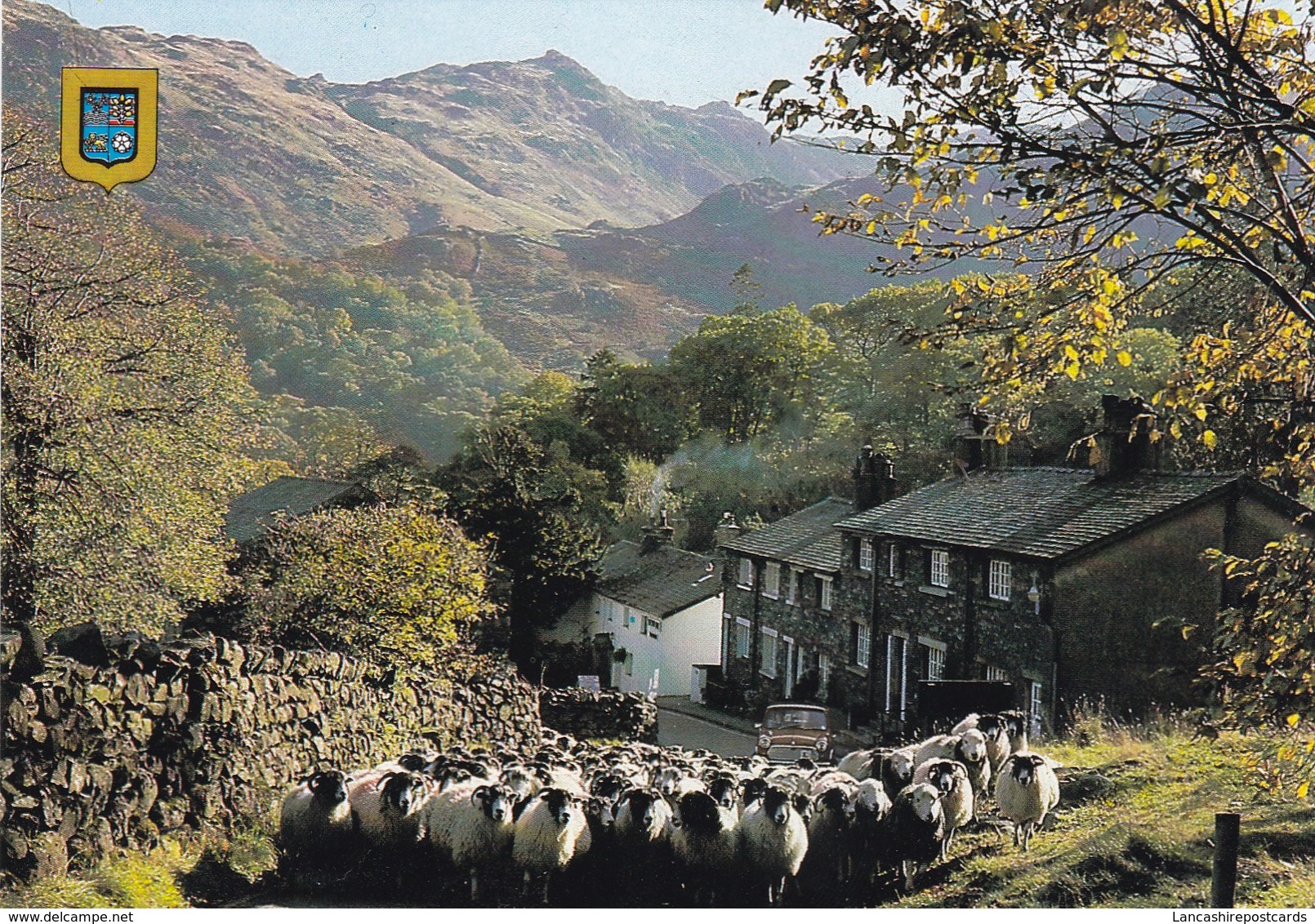 Postcard Driving Sheep Seatoller Borrowdale Lake District Cumbria My Ref  B22767 - Borrowdale