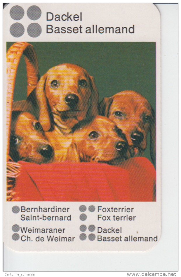 Dogs Small Size Card, With Life Scenes Scenes And Animals Size 90/58 Mm - Chiens