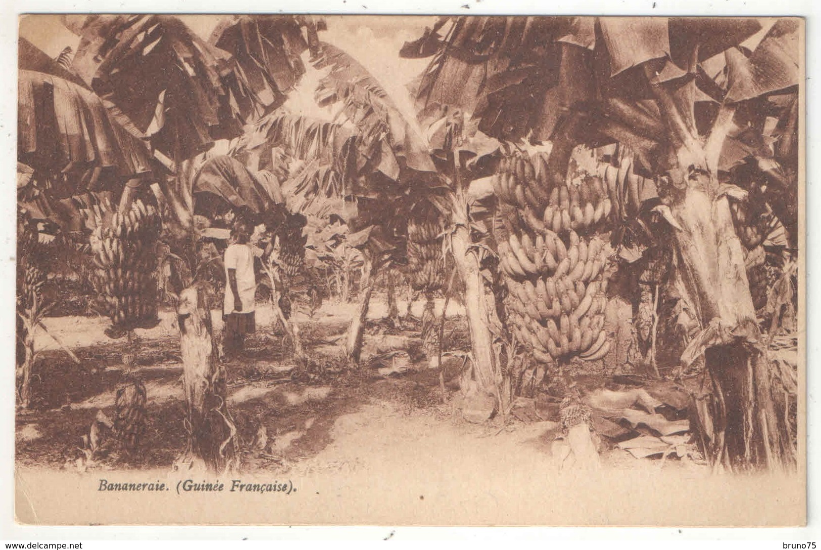 Bananeraie (Guinée Française) - Guinée Française