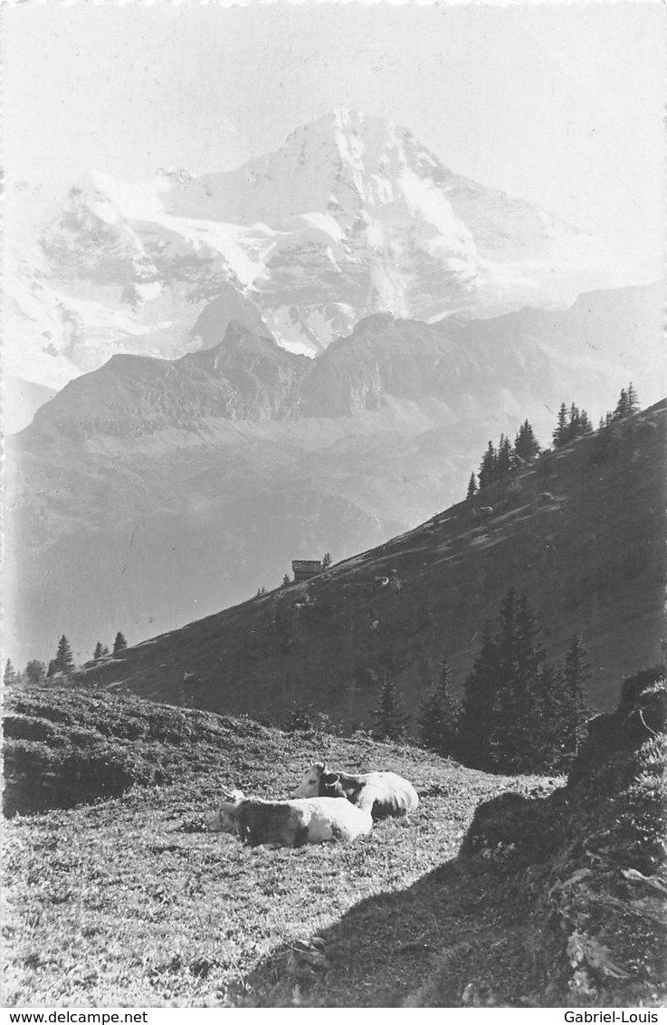 Bei Mürren Breithorn -  Kühe - Mürren