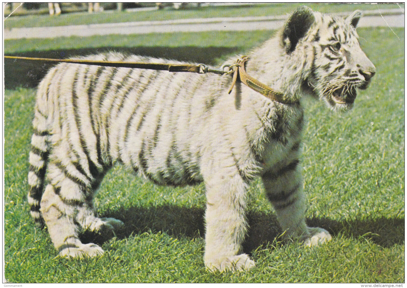 WHITE TIGER CUB, BRISTOL ZOO - Tigers
