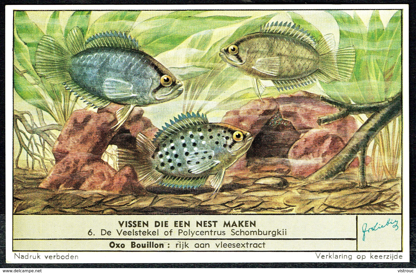 LIEBIG - NL - 1 Chromo N° 6 - Série/Reeks S 1597 - VISSEN DIE EEN NEST MAKEN - Poissons Qui Construisent Un Nid. - Liebig