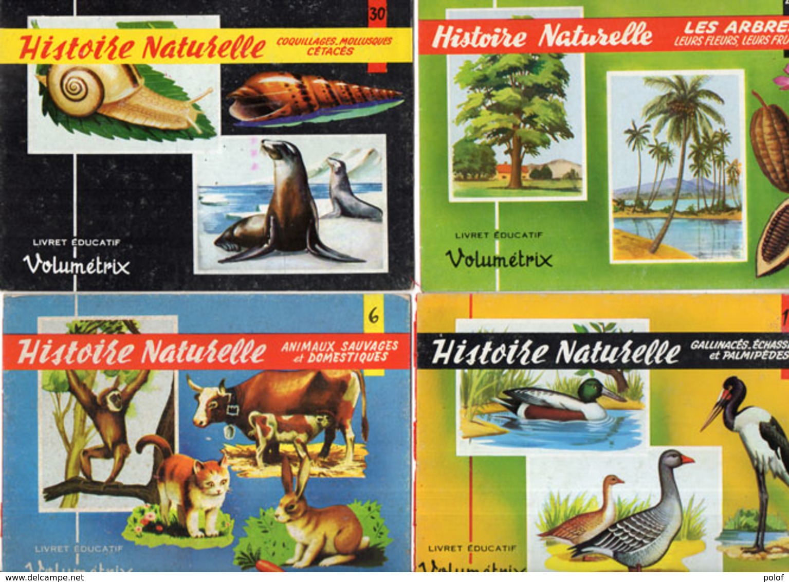 4 Cartons (Livret Educatif "Volumetrix"   Histoire Naturelle (Escargot - Phoque - Arbres - Oiseaux - Animaux   (107813) - Documents Historiques