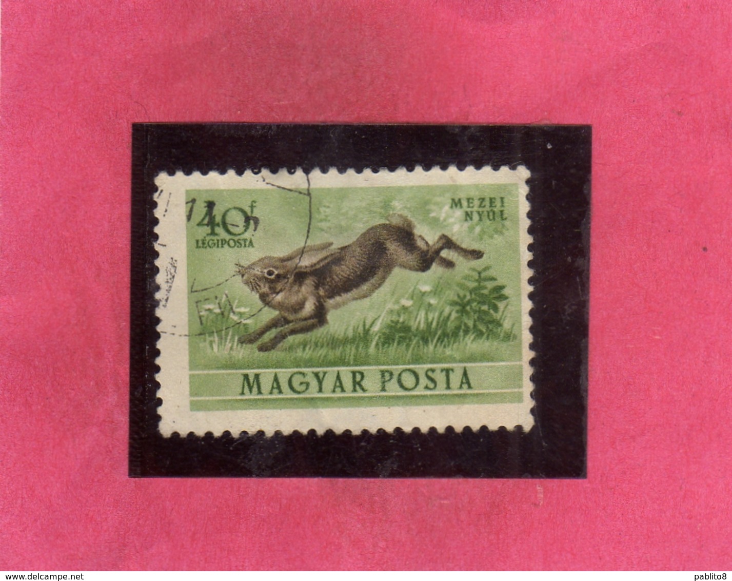 HUNGARY UNGHERIA MAGYAR 1953 AIR MAIL POSTA AEREA FAUNA ANIMALS HARE RABBIT LEPRE ANIMALE 20f USATO USED OBLITER - Usati