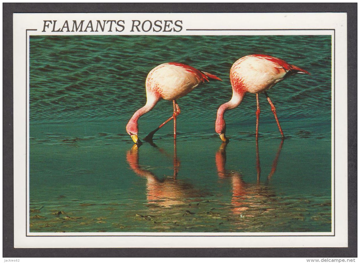 89727/ OISEAUX, Flamants Roses - Oiseaux