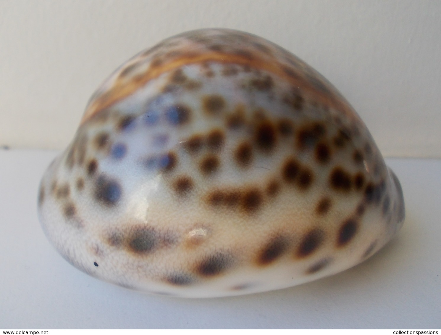 - Coquillage. Cypraea Tigris. 73mm - - Coquillages