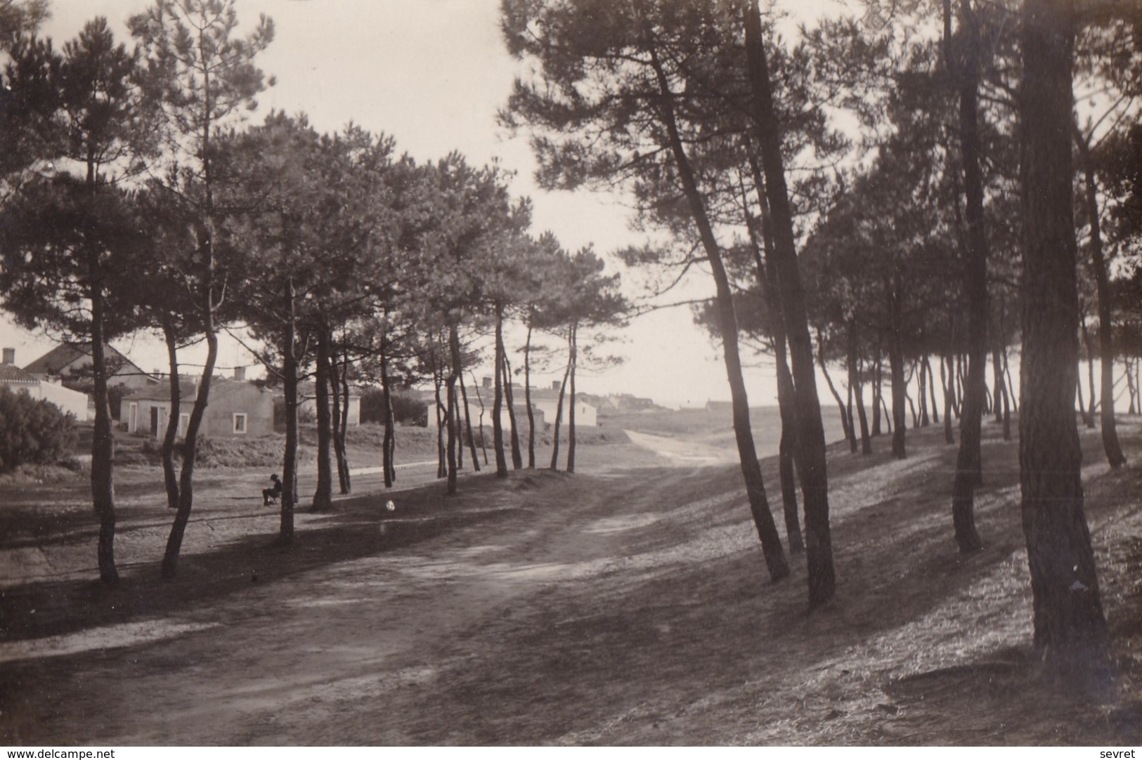 SION Sur L'OCEAN Par Saint Hilaire De Riez. Carte Photo Prise Dans La En Forêt  CPSM 9x14 - Saint Hilaire De Riez