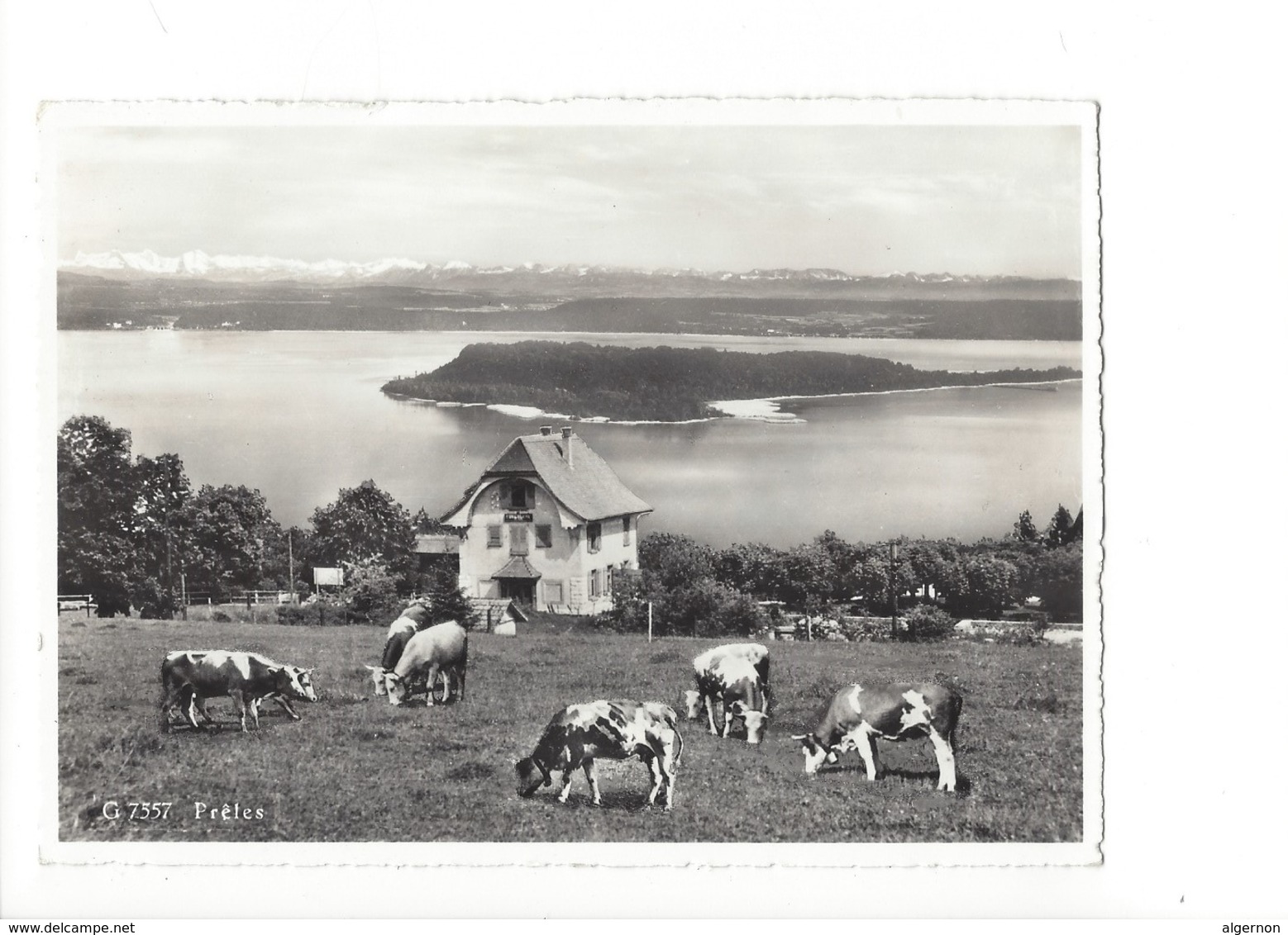 20380 - Prêles Hôtel Pension De L'Ours  Vaches (format 10X15) - Autres & Non Classés