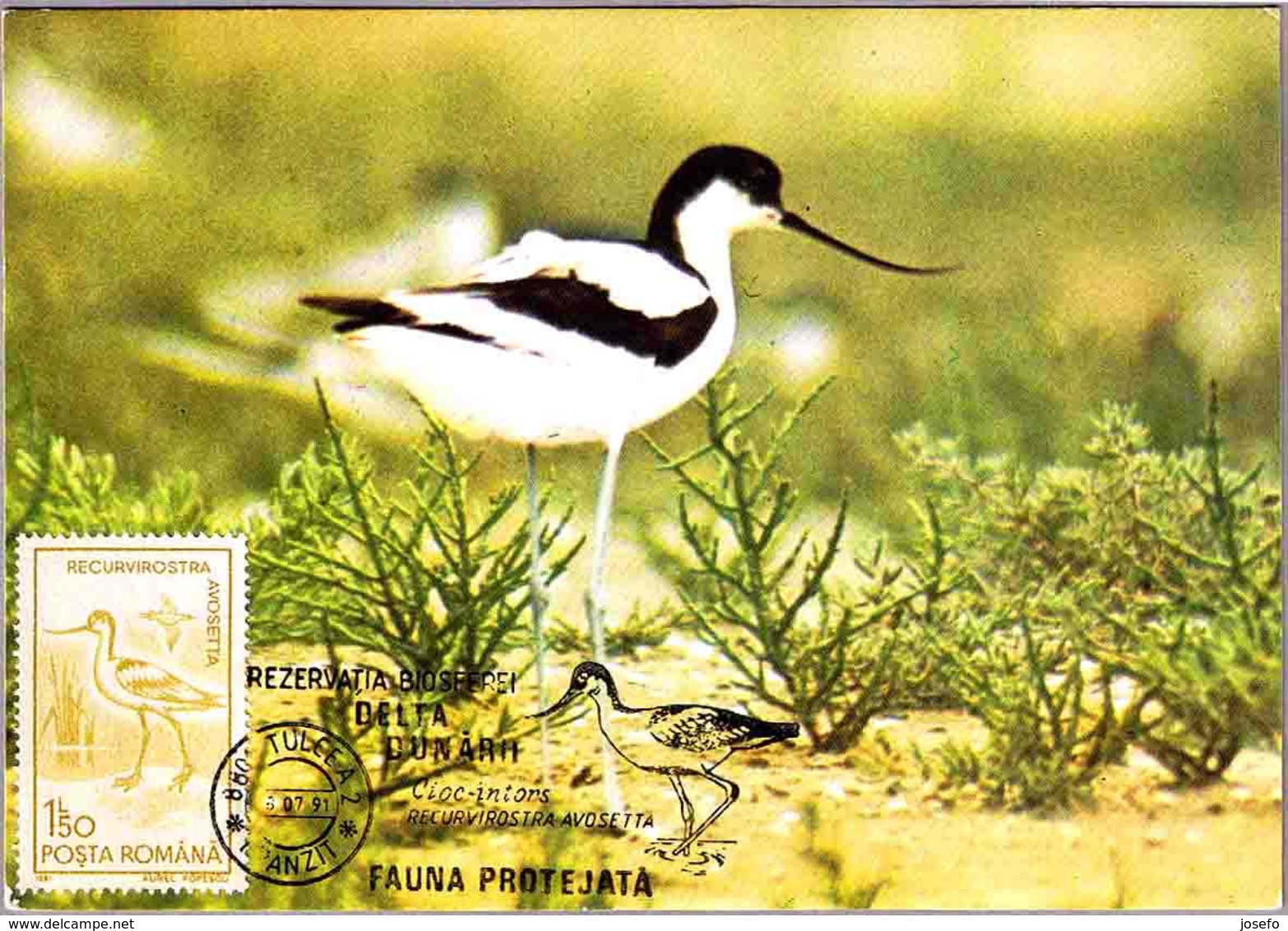 RESERVA DE LA BIOSFERA Delta Dunarii. Recurvirostra Avosetta. Avoceta. Tulcea 1991 - Protección Del Medio Ambiente Y Del Clima
