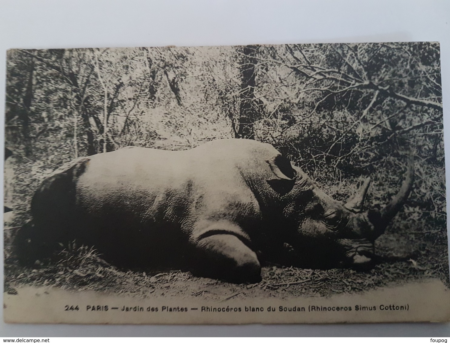 CPA RHINOCEROS BLANC DU SOUDAN JARDIN DES PLANTES PARIS 244 - Rhinoceros