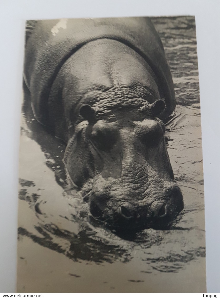 CPA HIPPOPOTAME PARC ZOOLOGIQUE BOIS DE VINCENNES - Hippopotames