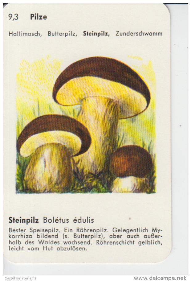 Mushrooms Small Size Card, With Text, Size 100/65 Mm - Mushrooms