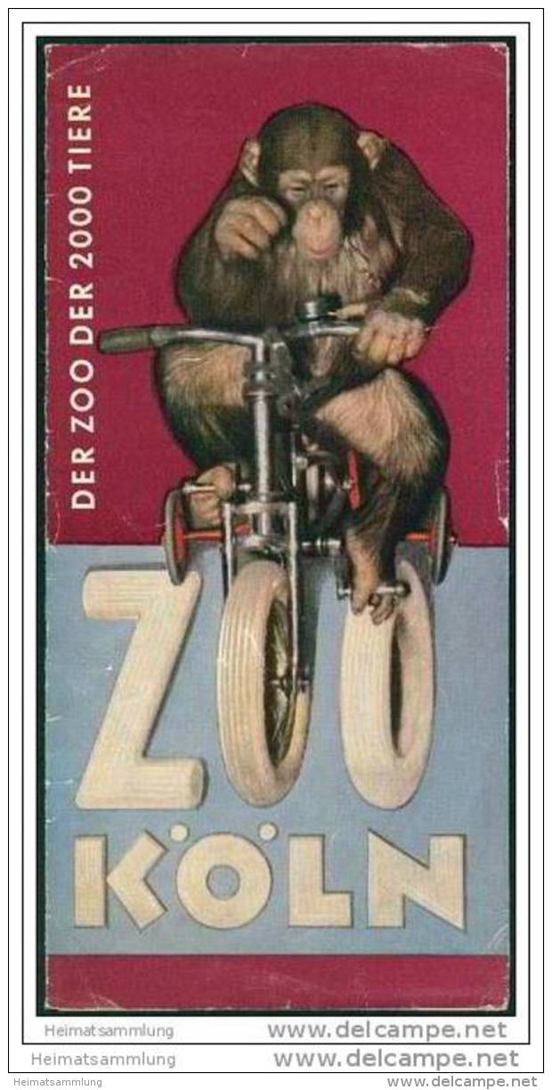 Köln 1954 - Zoo - Faltblatt Mit 4 Abbildungen - Renania Del NW