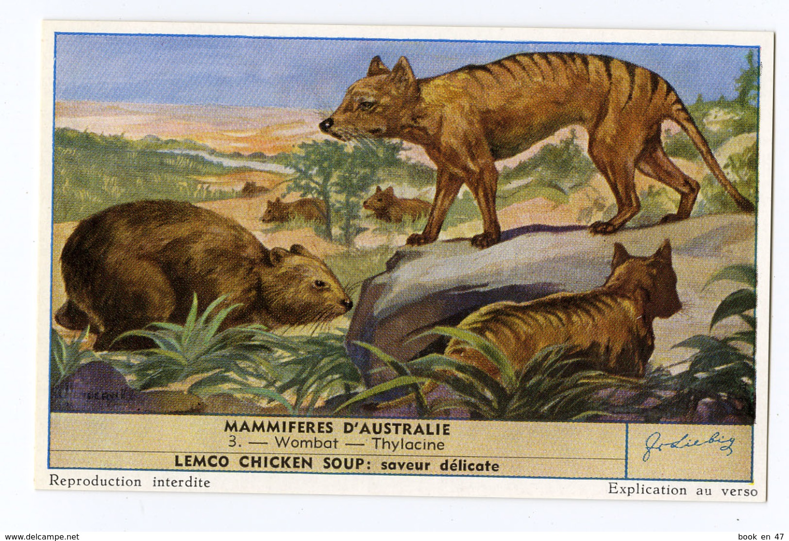 {30443} Chromo / Image Liebig " Mammifères D' Australie " Wombat Thylacine . TBE. " En Baisse " - Liebig