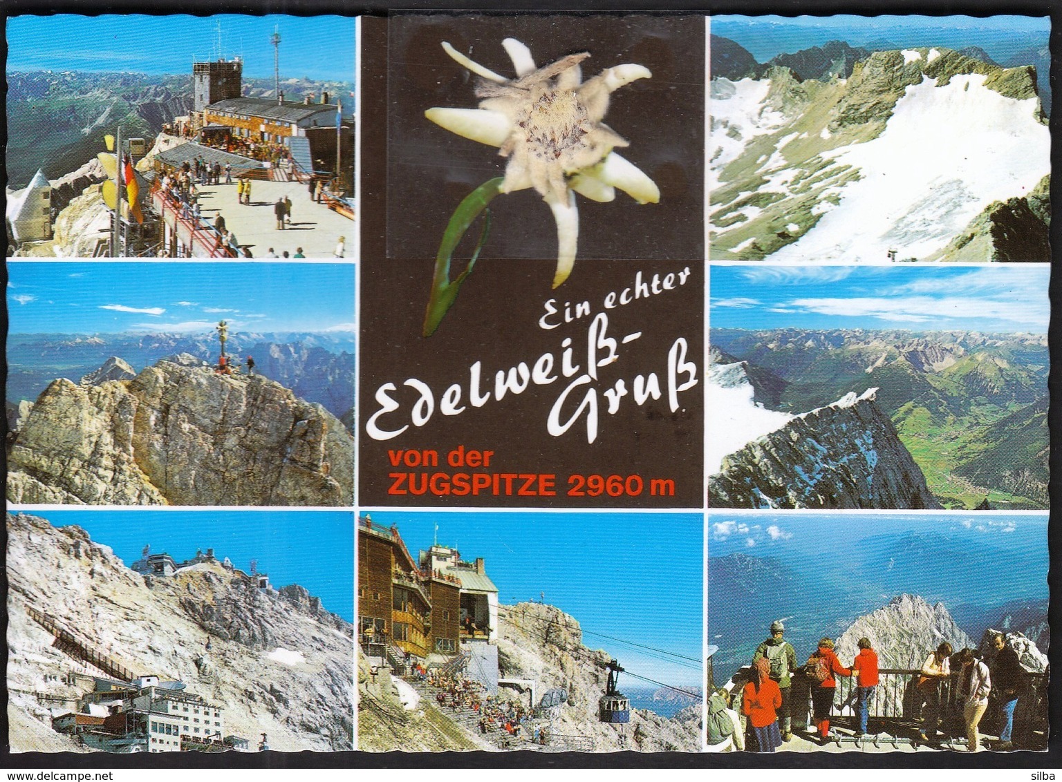 Germany Zugspitze / Bayerische Zugspitzbahn, Gipfelstation, Echtes Edelwess / Bavarian Zugspitze Railway, Gipfel Station - Otros & Sin Clasificación